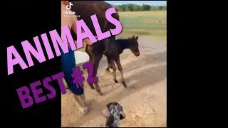 #Animals #Животные #Shorts #Funhouse off #Фанхаус офф