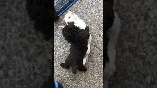 Щенки лаготто