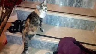 Kizginligi gelen dişi kedi sesi miyavlama 3