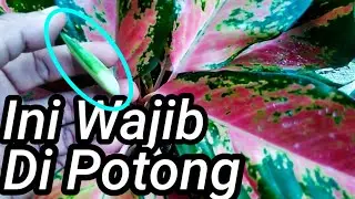 Cara Merawat Aglaonema Subur Beranak Banyak