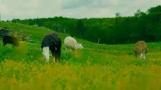 Color Contrast (Lab) | DaVinci Resolve