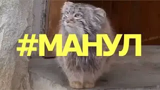 #МАНУЛ