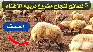 نصائح لوجة الله / قبل ما تعمل مشروع تربية الاغنام والماعز ف الشتاء لازم تشوف الفيديو دة!!