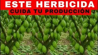 COCOA: Using This HERBICIDE Multiplies Your MONEY