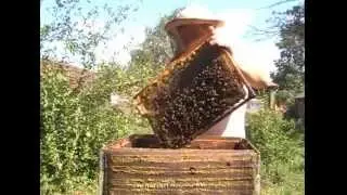 Мёд качаю