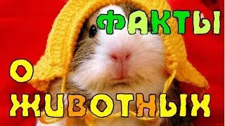 Интересные факты о животных.