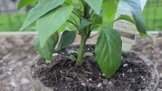 Topping pepper plans for better production