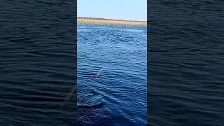 Щука на катки... #рыбалка53 #ловлящуки #рыбалка
