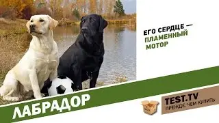 TEST.TV: Labrador football dog.