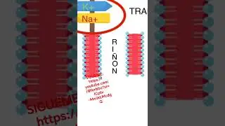 FISIOLOGIA RENAL: SOLUTOS CONTRA UN GRADIENTE