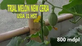 Review Melon New Ceria Usia 31 HST setelah polinasi