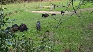 Creeping Up On Some Wild Hogs.