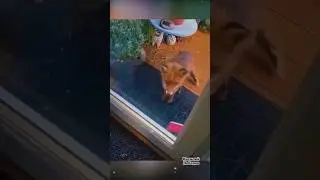 Покормила лисёнка 😂