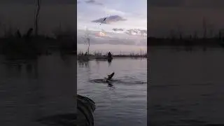 ВОТ ЭТО ЯЗЗЗЗЗЬ😯🐬#sorts #fishing