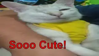 Handicap cute 6-month-old Cat 🐱#Shorts #Cats #HandicapCat