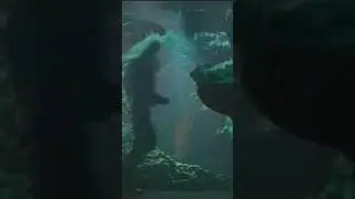Блуждают тени клип 
