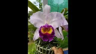 Cattleya Dinard blue heaven