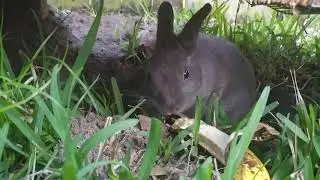 Rabbit eating banana and dug a new whole under her cage.