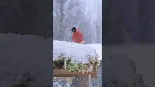 В ответе за братьев наших меньших