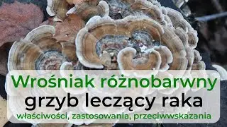 Wrośniak różnobarwny - grzyb leczący raka