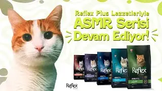 Reflex Plus ASMR | Darı
