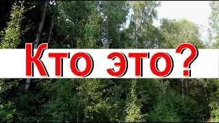 КТО ЭТО? Дикие крики