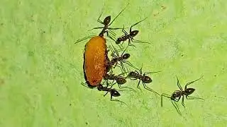 चींटियों खाना कैसे एकत्रित करती हैं देंखो ?..😃ANT FOOD STORAGE TIME 💖🌺🌎