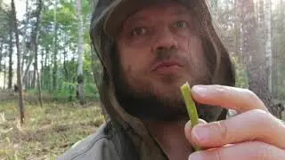 Папоротник орляк, заготовка для засолки. Таёжный деликатес, очень вкусный и полезный.