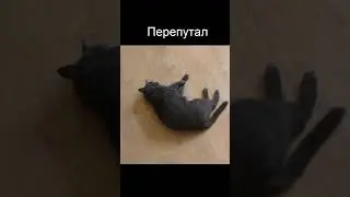 - Что с котом?