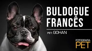 BULDOGUE FRANCÊS | DEVORADOR DE CROISSANT | Clicando e conhecendo a raça!