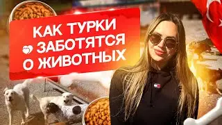 ПРИЮТ. Как турки заботятся о животных. Условия содержания в приюте для собак.