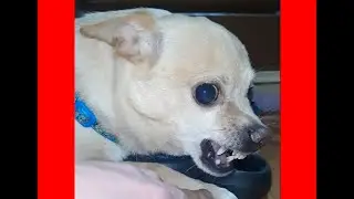 ASMR | What does the Chihuahua Family do when the owners leave? They're messing around