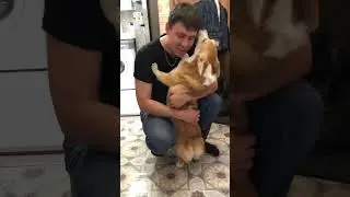Огромная любовь🧡#корги #коргипемброк #corgi #corgilove #corgilife #corgirussia #вельшкорги #собака