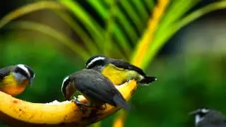 Observação de pássaros silvestres, birds, birdwatching, Ubatuba, SP, Brazil, Marcelo Ambrogi