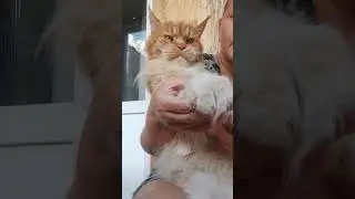 Семья кота Джокера.  Наша деловая Тиффани. #cat #mainecoon