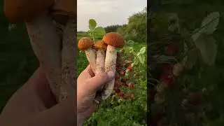 А вы уже начали собирать лесные подарки?