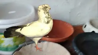 Какие гнезда лучше для голубей?
