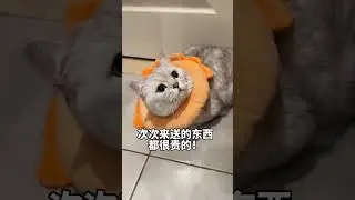 #张嘟嘟 #银渐层 #萌宠 #粤语 我只是小猫咪我怎么会到处说呢!!!