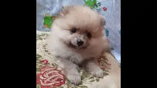 Щенки немецкого шпица