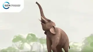 Saving species by connecting habitats