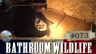 Our Bathroom Wildlife Journey - Steamy Makeover Solution - Our French Renovation, The Good Life