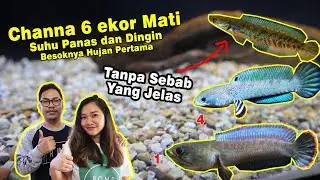 PARAH! Channa Mati Akibat Suhu Panas dan Dingin......