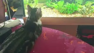 Chats😸 Mèo rình cá Aquarium