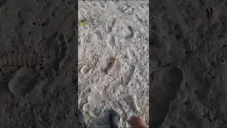Menangkap udang mantis tangan sampe sobek #567