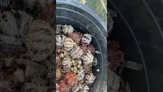 Nanginas // Nanguha ng Sea urchin// Tirik #beach #seafood #ocean #fish #fishing #aquarium