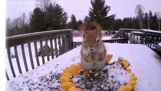 How many LIKES can Baby Red get? #babysquirrels #animals
