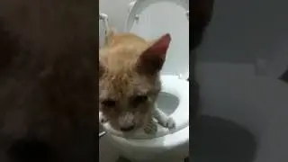 kucing jahe minum se ember #shorts