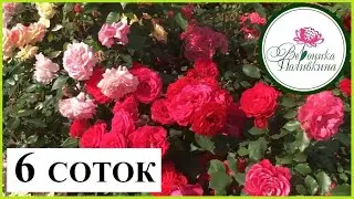 6 СОТОК - НЕ ПРИГОВОР. ВДОХНОВЛЯЕМСЯ И ПЛАНИРУЕМ