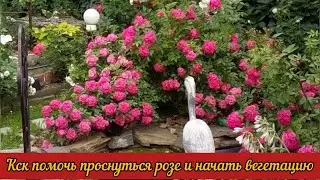Как помочь проснуться розе и начать вегетацию.