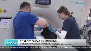 Петербург выделил 107 млн рублей на бесплатную вакцинацию питомцев